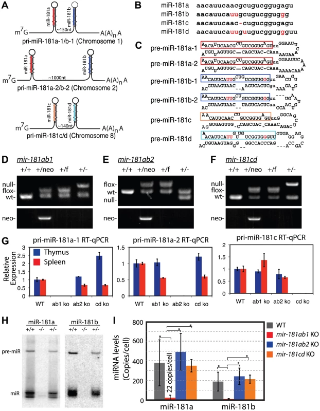 Generation of conditional <i>mir-181</i> alleles in mice.