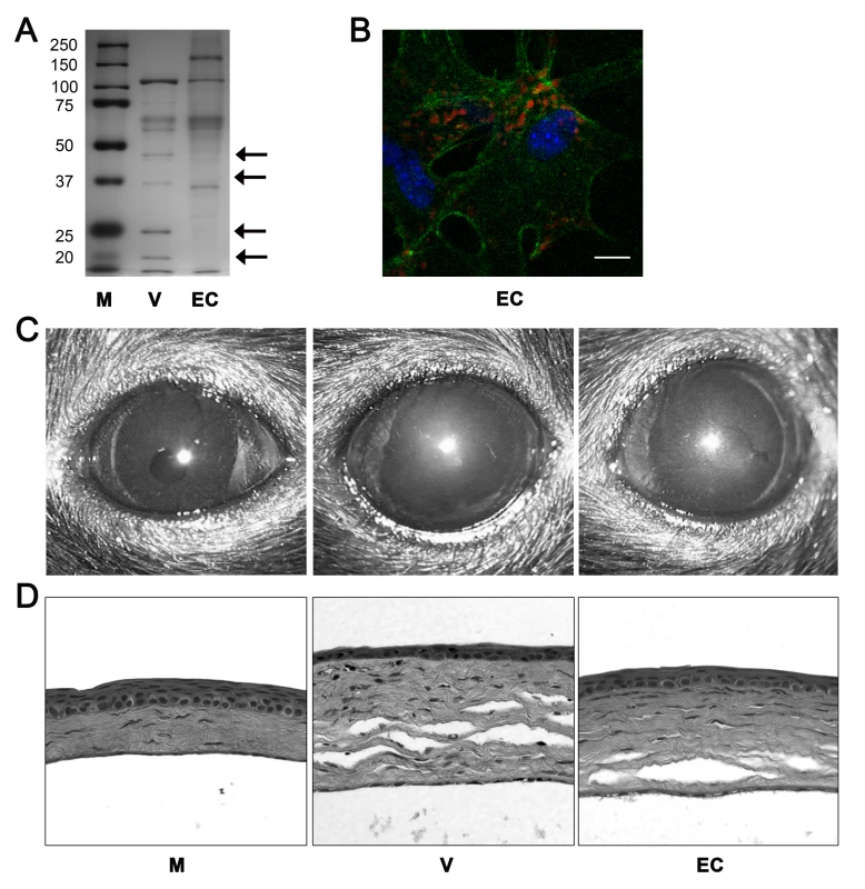Empty adenoviral capsid is sufficient to induce keratitis.