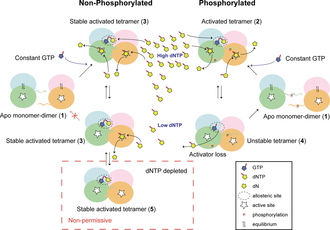 Model for phospho-regulation of SAMHD1 restriction.