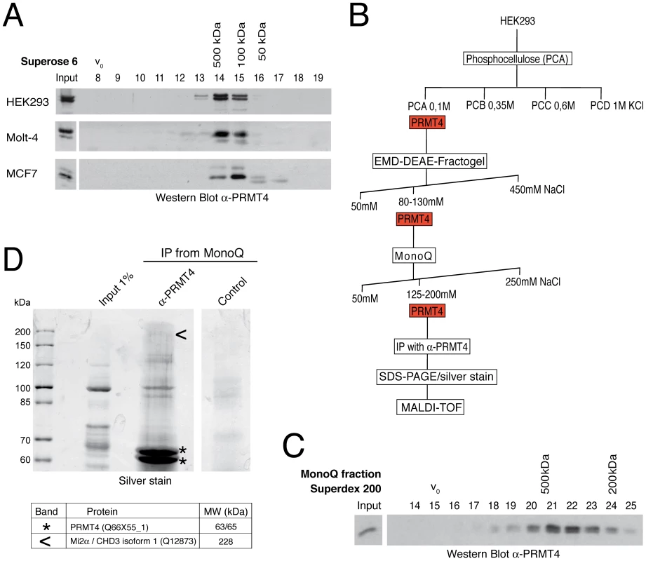 Identification of putative interaction partners of PRMT4.
