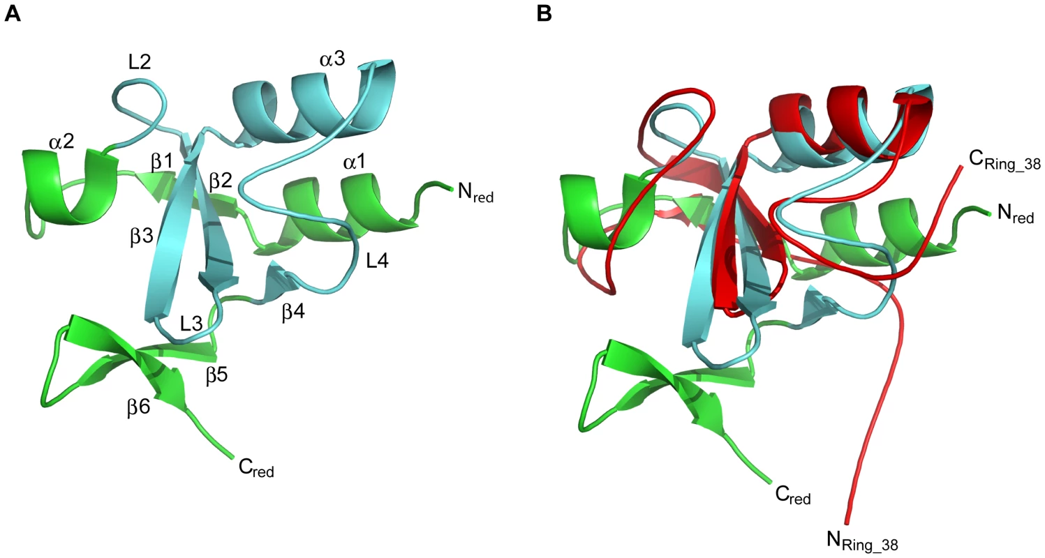Overall ribbon diagram of NleG2-3[90–191].