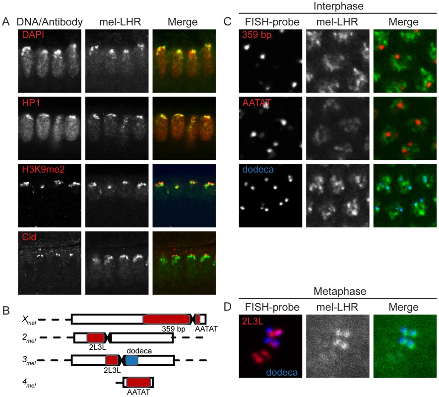 Localization of <i>D. melanogaster</i> LHR within pericentric heterochromatin.