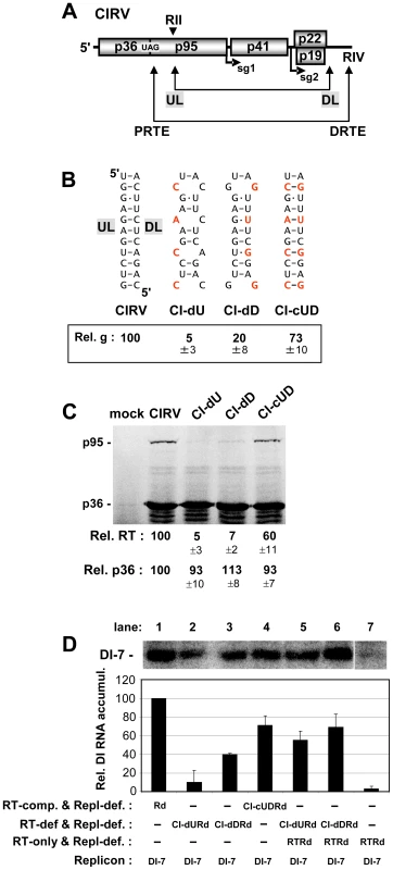 Analysis of the role of the UL-DL interaction in RT.