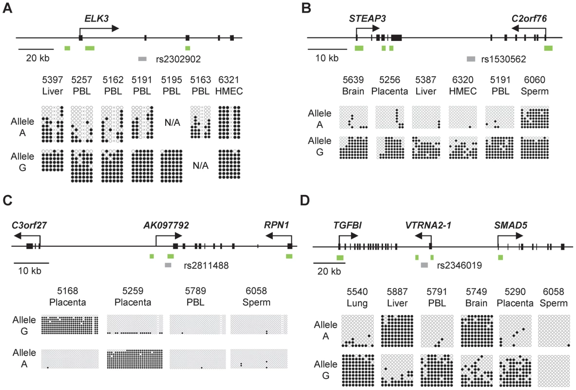 Bis-seq showing strong ASM in the <i>ELK3</i>, <i>STEAP3-C2orf76</i>, <i>C3orf27-RPN1</i>, and <i>VTRNA2-1</i> index regions.