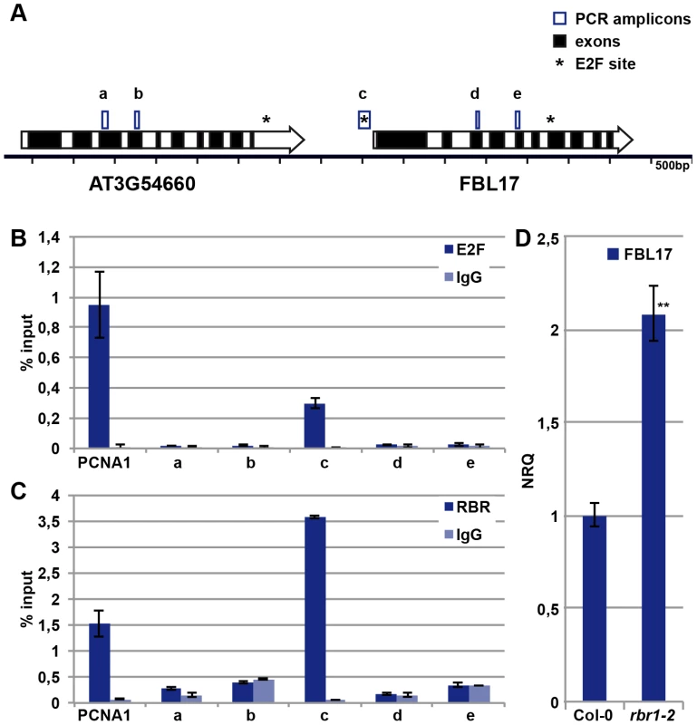E2FA and RBR control the expression of <i>FBL17</i>.