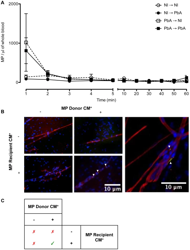 Detection, clearance, and tissue distribution of MP following adoptive transfer.