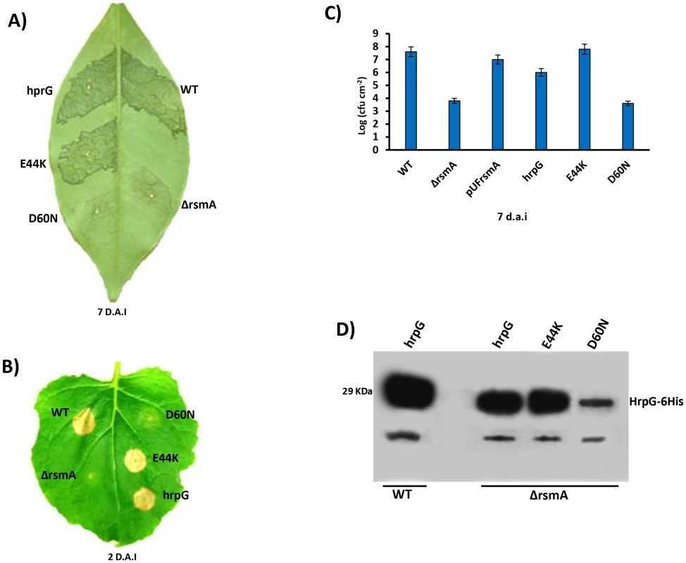 Ectopic expression of <i>hrpG</i> under control of a constitutive promoter restores full pathogenicity and HR of the <i>rsmA</i> mutant of <i>Xanthomonas citri</i> subsp. citri.