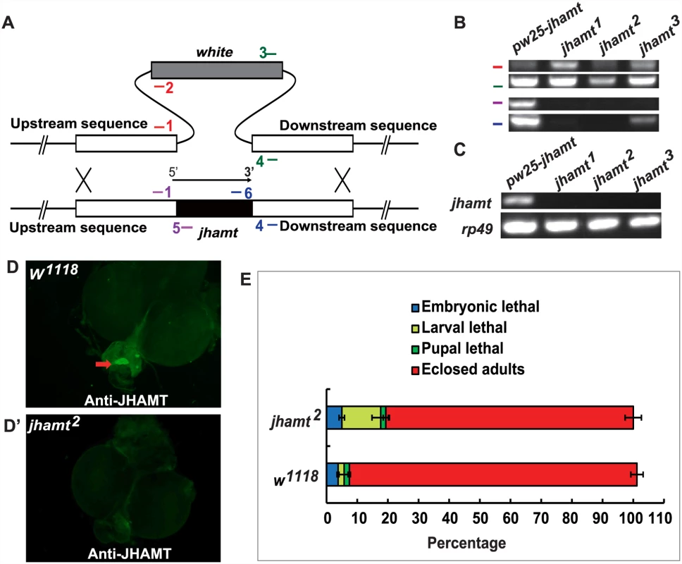 Generation and characterization of the <i>jhamt</i> mutants.