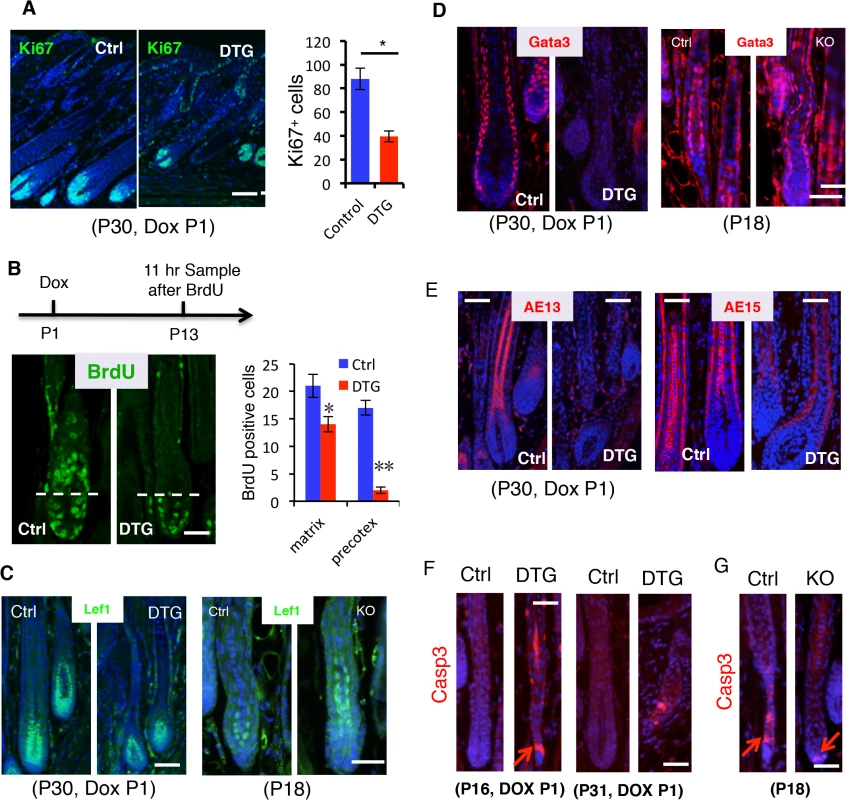<i>miR-22</i> induction represses cell differentiation and promotes apoptosis.