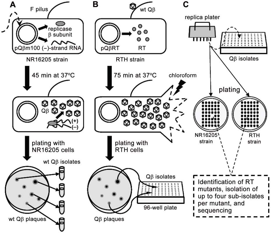Schematic representation of the experimental system used to isolate <i>RT</i> mutants.