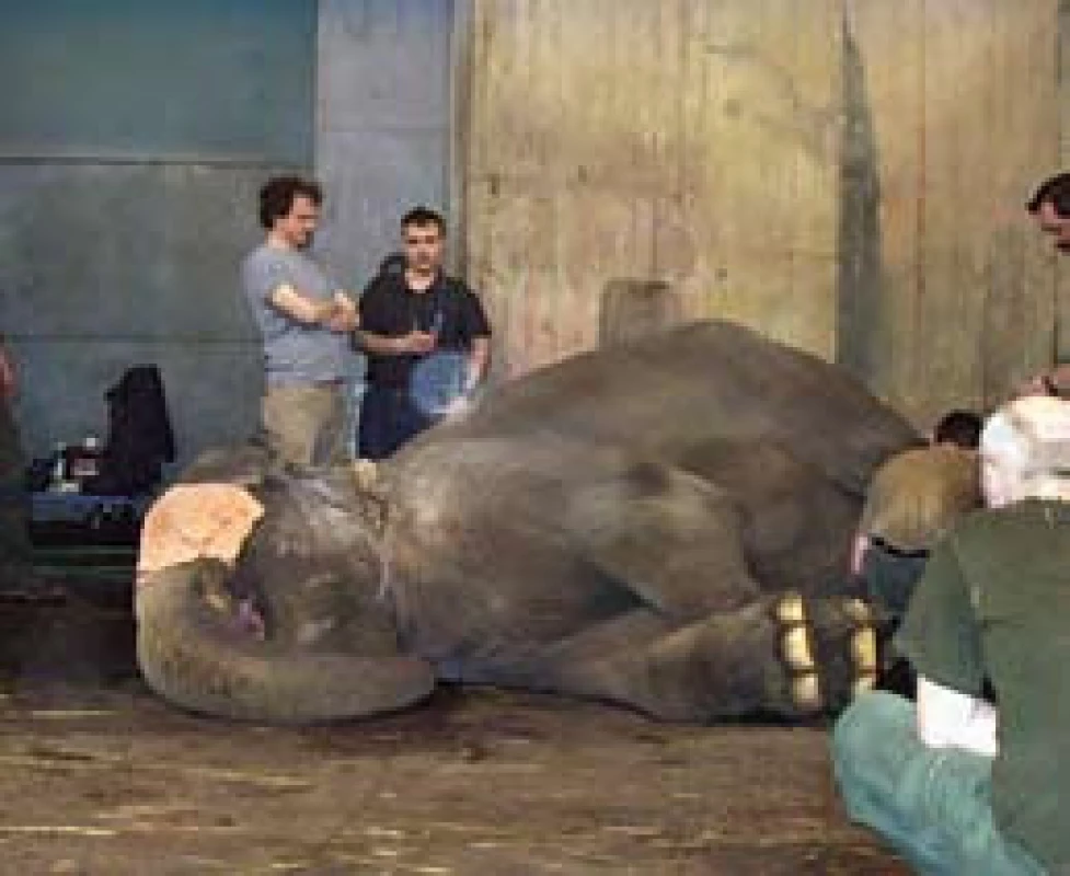 Slonice Praya po uvedení do celkové anestezie.
Fig. 1. General anesthesia of the female elephant Praya.
