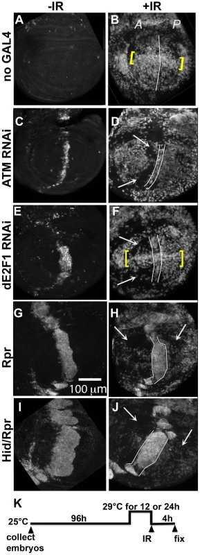 Cells in discs with prior cell death are resistant to IR-induced cell death.