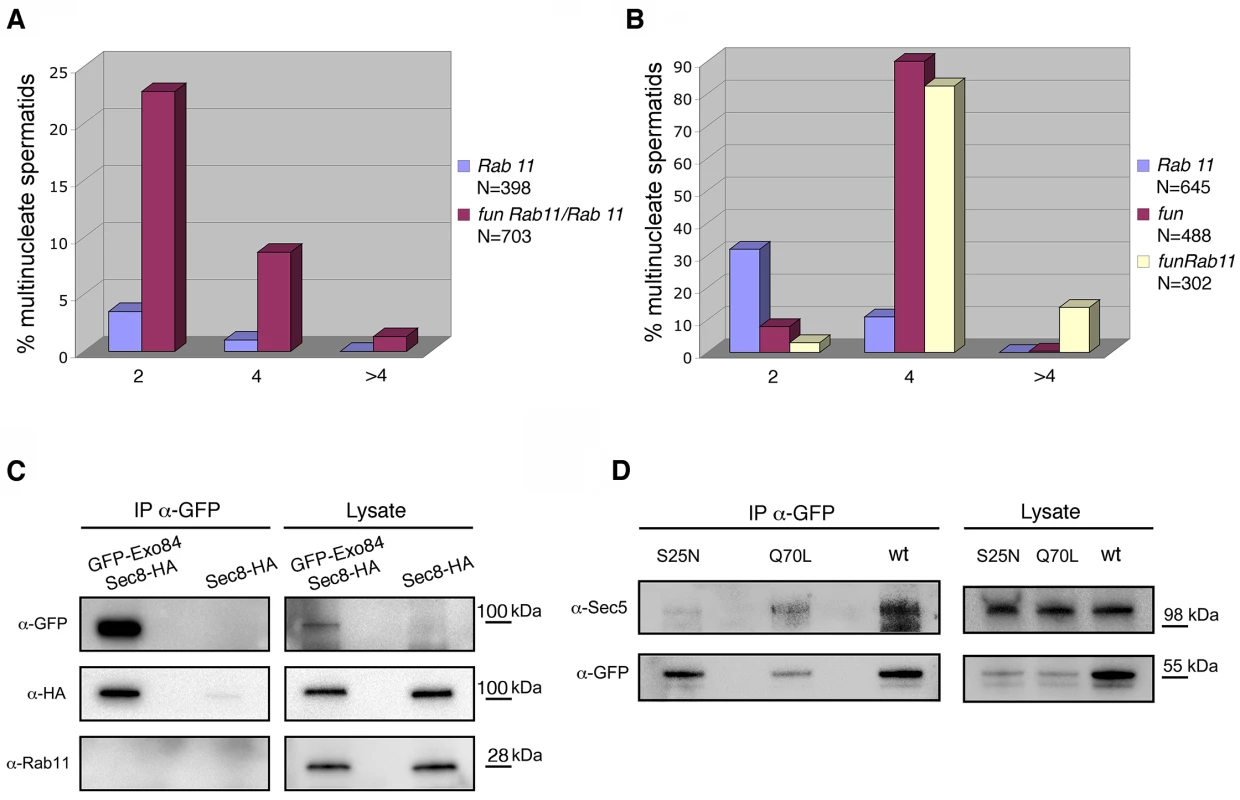 <i>onr</i> and <i>fun</i> mutations interact with mutations in <i>Rab11</i>.