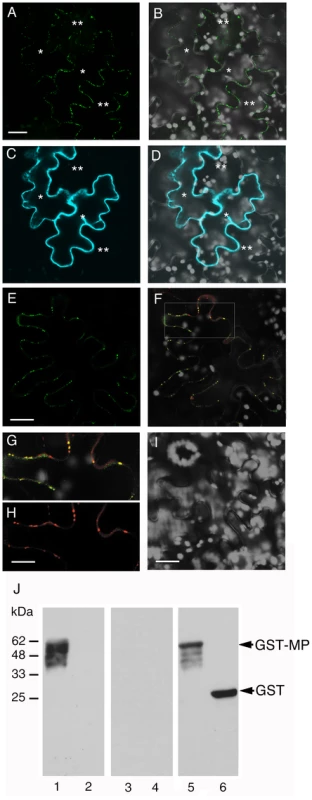Subcellular localization of MP and ANK and interaction between MP and ANK <i>in planta</i> and <i>in vitro</i>.