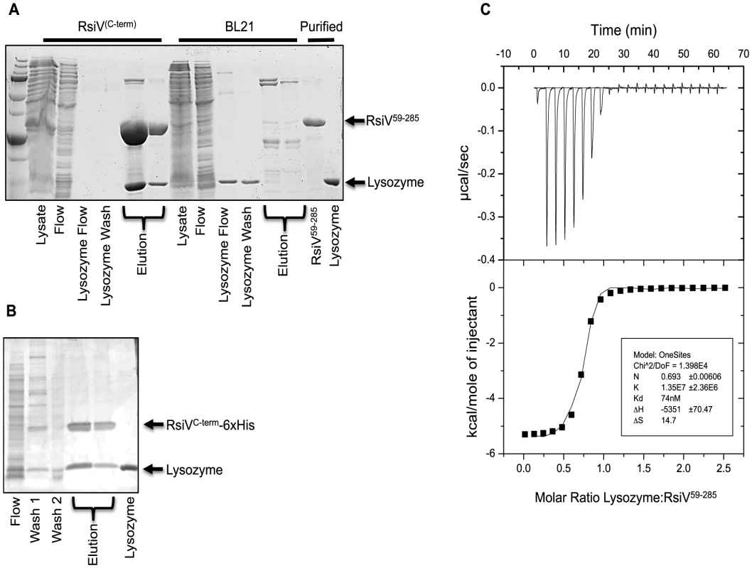 RsiV directly binds lysozyme.