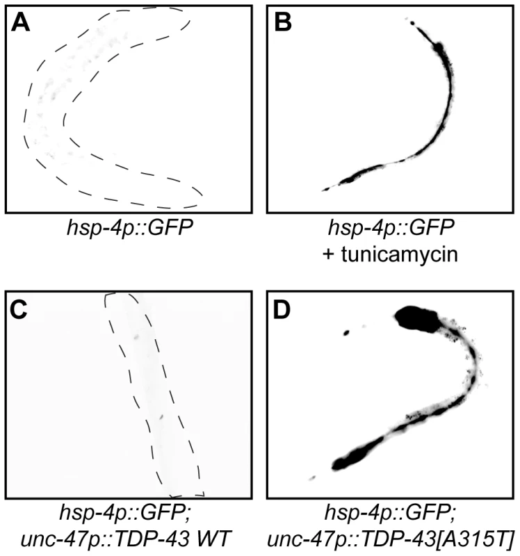 Mutant TDP-43 induces HSP-4/BiP expression.