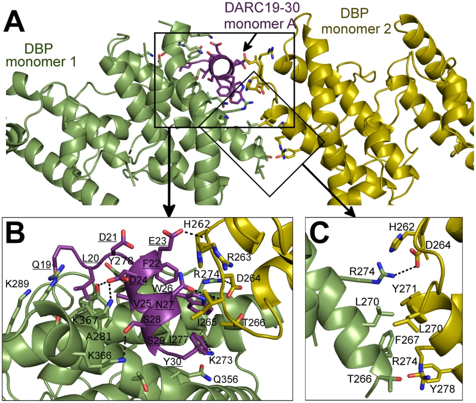 Binding interfaces of the DBP-RII∶DARC heterotrimer.