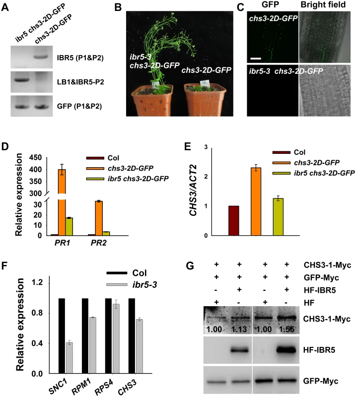 CHS3 is promoted by <i>IBR5</i> at both mRNA and protein levels.