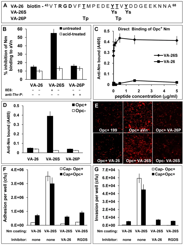 The VA-26S sulphated peptide contains the features required and sufficient for Opc binding and cellular invasion.