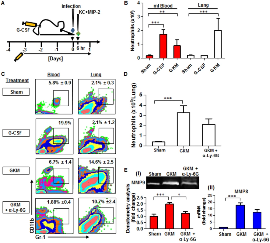 Combined treatment with G-CSF, KC and MIP-2 (GKM) facilitates the early recruitment of neutrophils to the lungs during pneumonic plague.