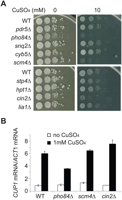 <i>PHO84</i>, <i>SCM4</i>, and <i>CIN2</i> are involved in copper tolerance.