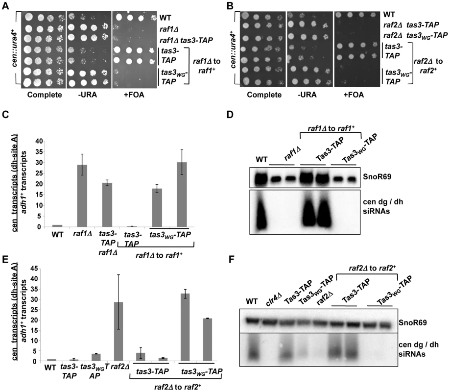 Clr-C components <i>raf1<sup>+</sup></i> and <i>raf2<sup>+</sup></i> facilitate establishment of repressive centromeric heterochromatin.
