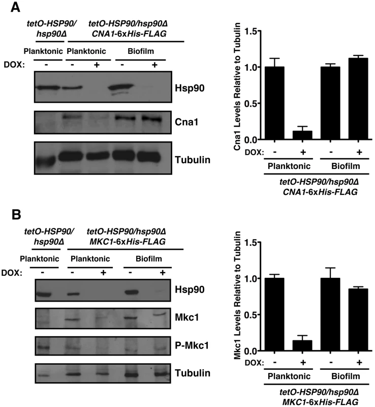 The Hsp90 client proteins Cna1 and Mkc1 exhibit reduced dependence on Hsp90 for stability under biofilm compared to planktonic conditions.