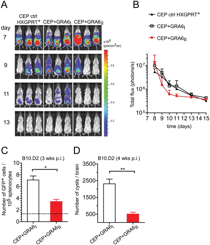 Presence of the GRA6<sub>II</sub>-derived HF10 peptide correlates with better parasite control during acute and chronic <i>T. gondii</i> infection.
