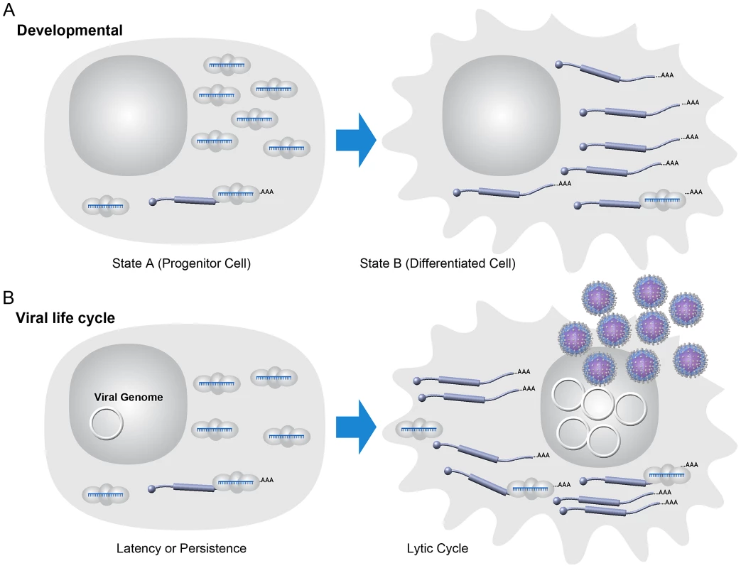 Model: viral latency as a simple developmental process.