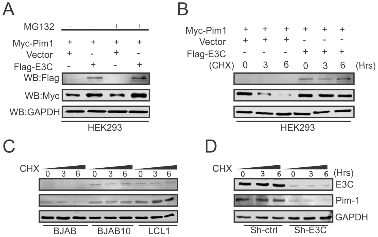 EBNA3C contributes to Pim-1 stabilization.