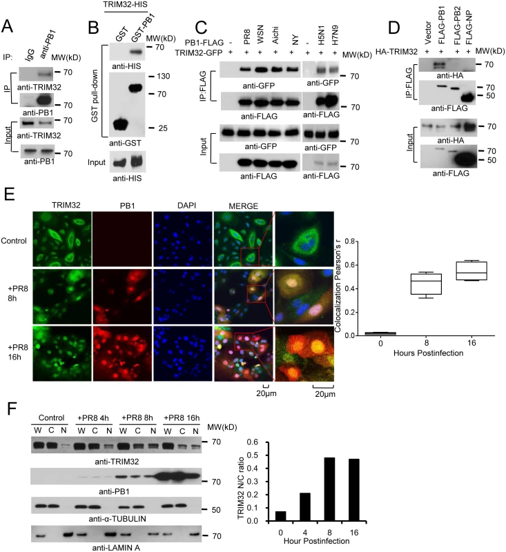 TRIM32 interacts and translocates with influenza A virus PB1 protein.