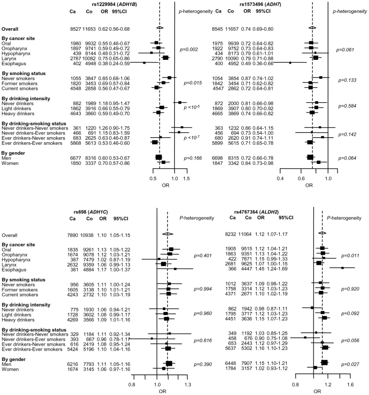 Stratified analysis of 4 replicated SNPs located near alcohol metabolism genes.