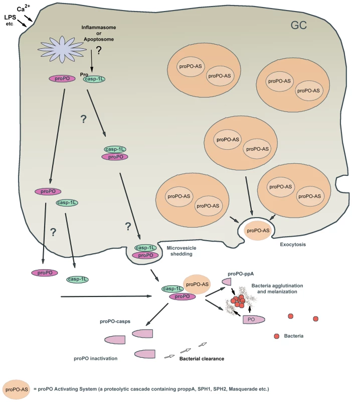 Hypothetical model of caspase-1 regulation of the proPO-AS.