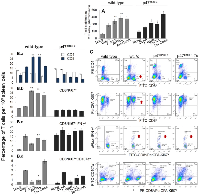 The p47<sup>phox−/−</sup> mice lacked the ability to develop CD8<sup>+</sup>T cell response to <i>T. cruzi</i> infection.