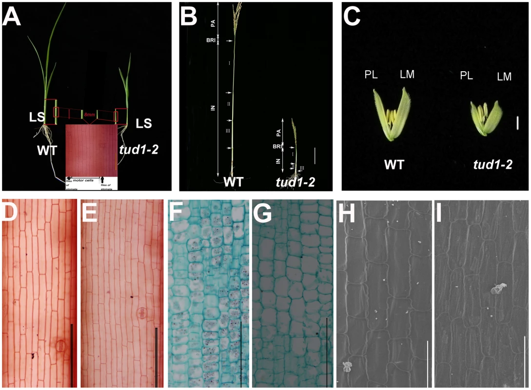 Cell numbers are reduced in aerial organs of <i>tud1-2</i>.