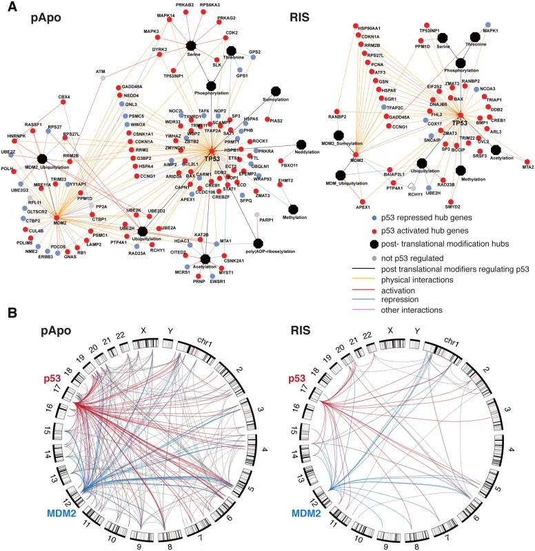 The p53 regulome reveals an extensive self-regulatory hub.