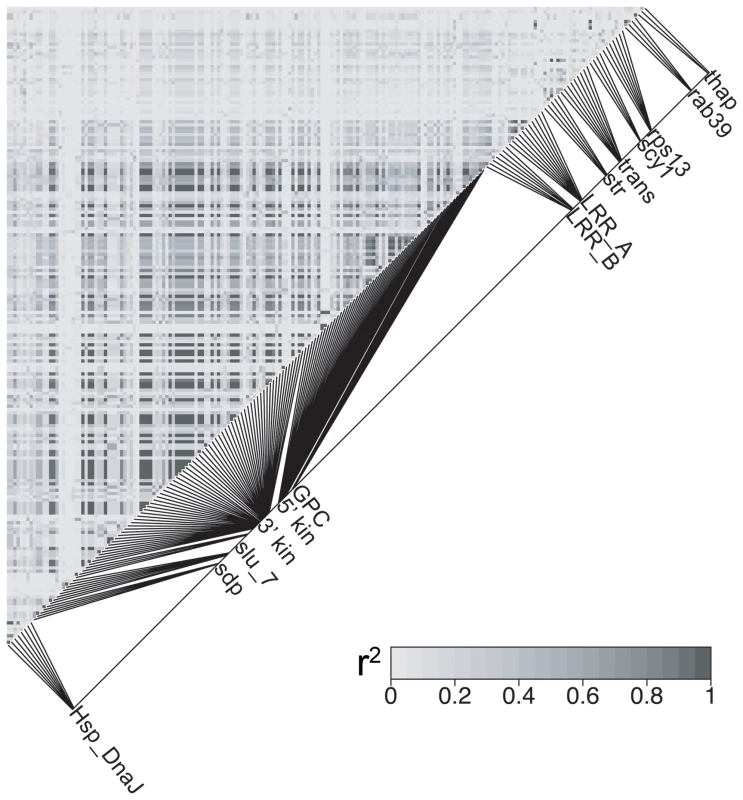 <i>HmB</i> linkage disequilibrium analysis.