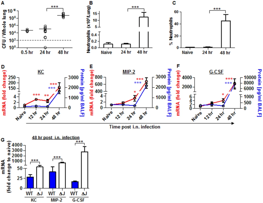 Neutrophils homing to lungs and bacterial propagation following airway infection of mice with the YopJ-deleted strain (Kim53ΔYopJ).