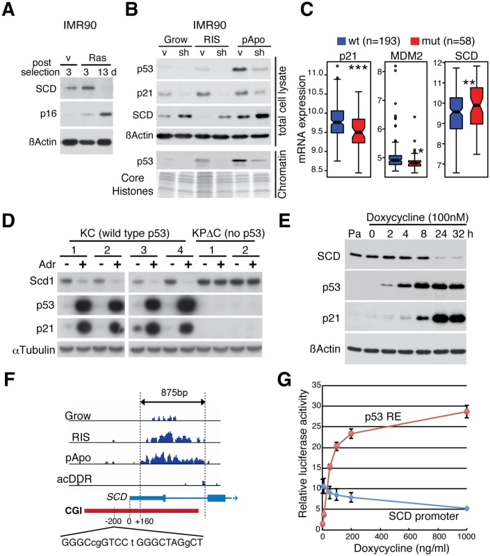 The lipogenic enzyme SCD is a direct p53-repressed target.
