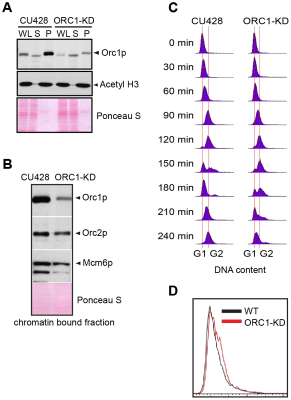 ORC1 depletion induces slow cell cycle progression.