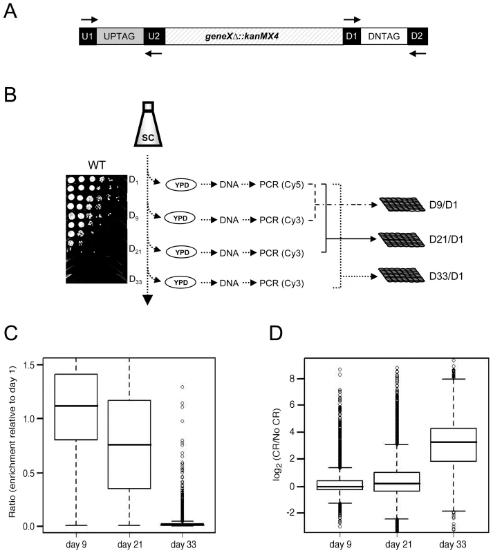 Microarray-based screen for chronological longevity factors.