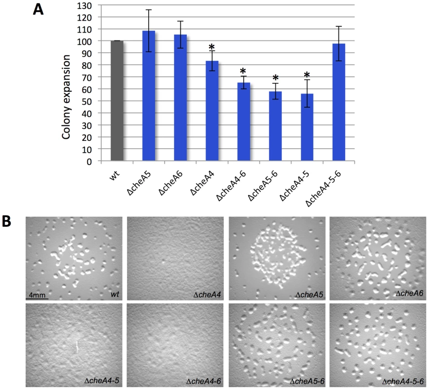 <i>ΔcheA</i> triple mutants have restored phenotypes as compared to single and double mutants.