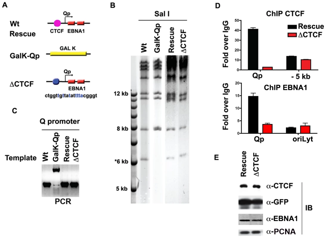 Mutagenesis of CTCF binding site in Qp.