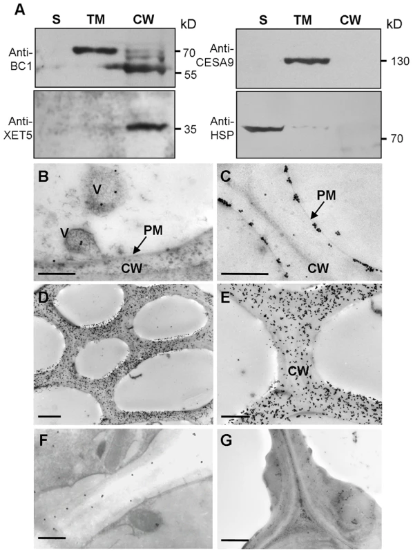 BC1 is localized in the cell wall.