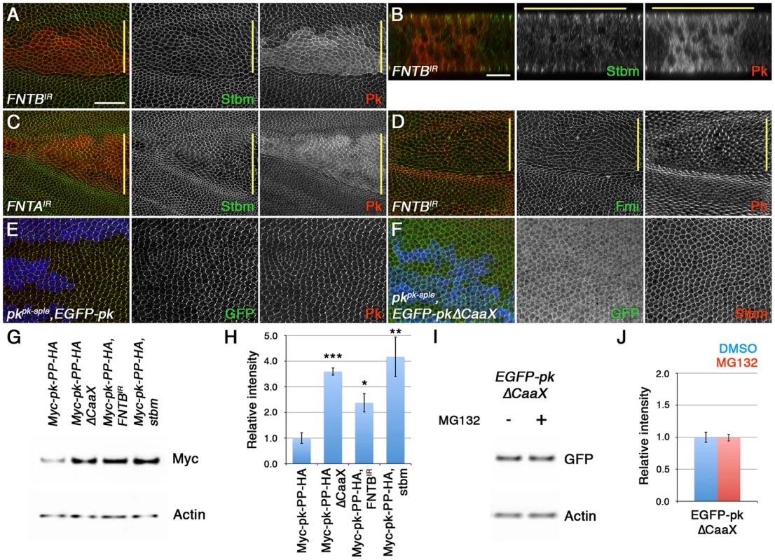 Loss of farnesylation causes an increase in cytoplasmic Pk.