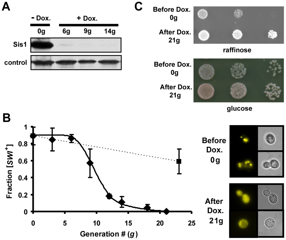 Sis1 is required for [<i>SWI</i><sup>+</sup>] propagation.