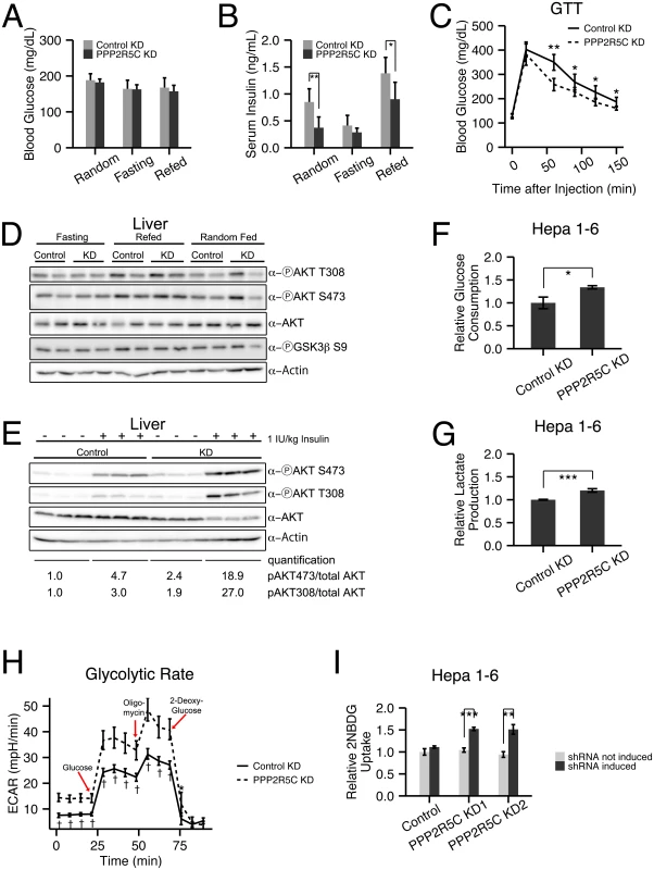 Hepatocyte-specific knockdown of PPP2R5C leads to increased glucose uptake and improved glucose tolerance.