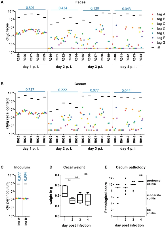 WITS infections reveal severe WITS diversity loss ( = reduction in population evenness) during oral infection of C57BL/6 mice starting at day 2 p.i.