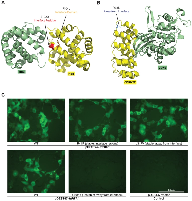 Examples of disease mutations in different structural loci of protein-protein interactions and examples of our GFP assay results.
