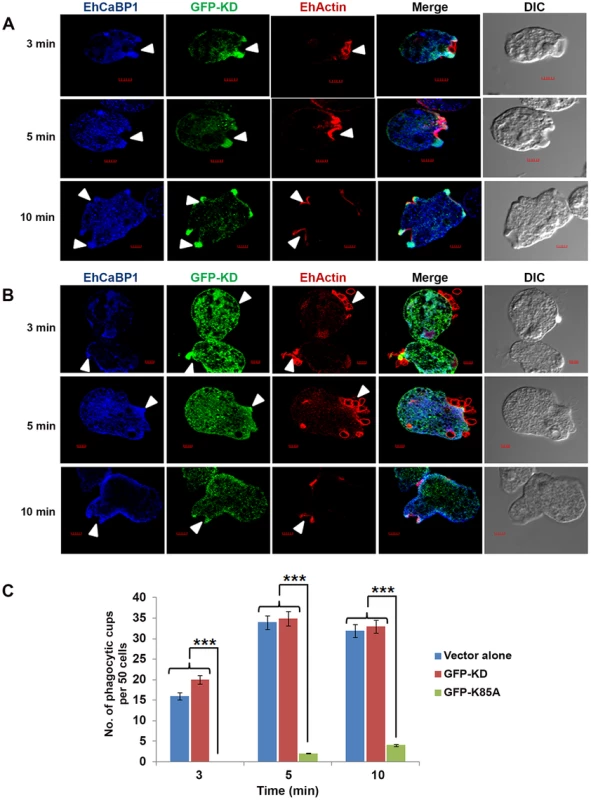 Functional kinase domain is essential for initiation of phagocytosis.